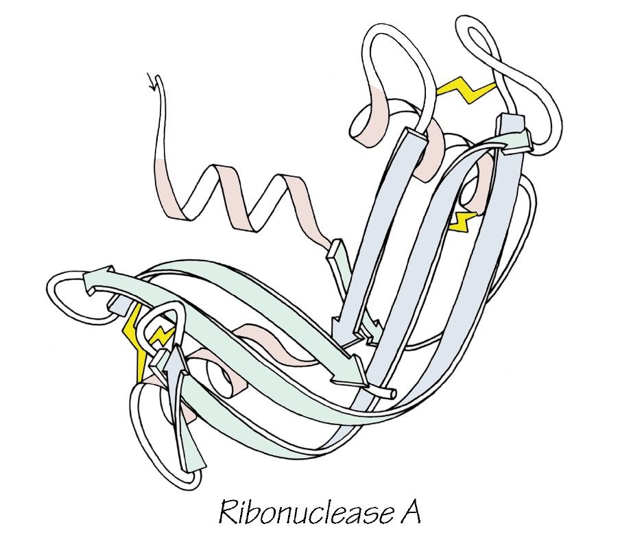 A folded protein.