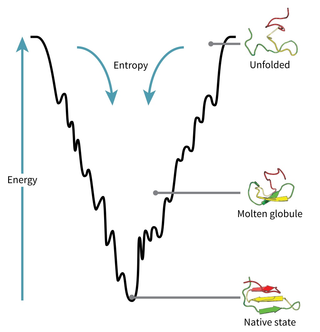Funnel Energy Landscape Model: A protein will naturally fold into the conformation with the lowest possible free energy.