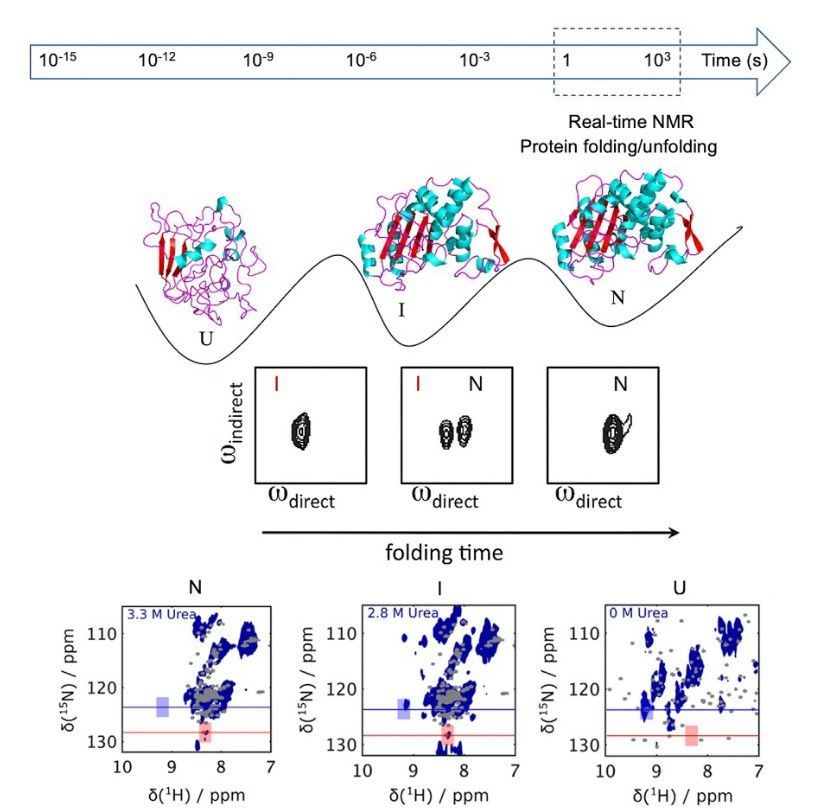 Study protein folding with real-time NMR.