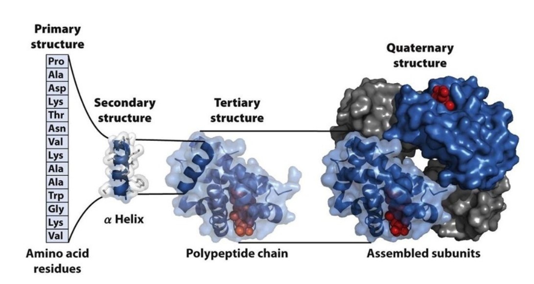 Primary, secondary, tertiary and quaternary structure of the protein.