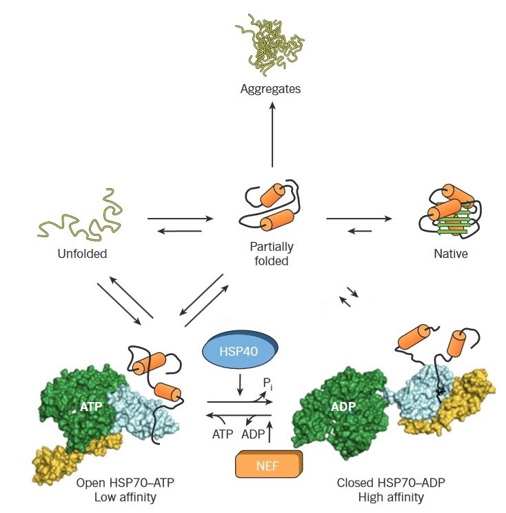 HSP40 reduce the risk of misfolding and aggregation.