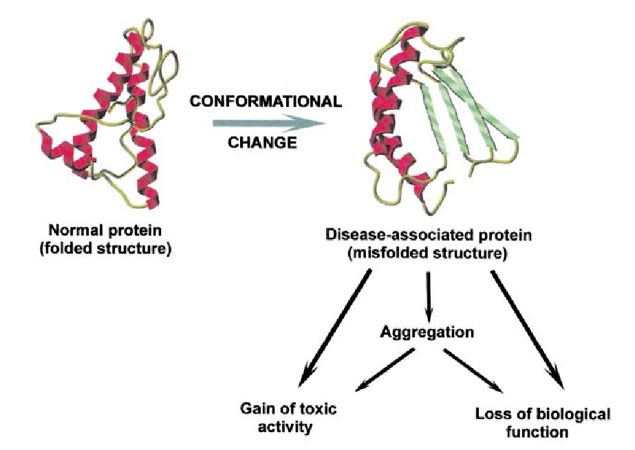 Misfolded proteins can lead to disease through aggregation, increased toxic activity, and loss of biological function.