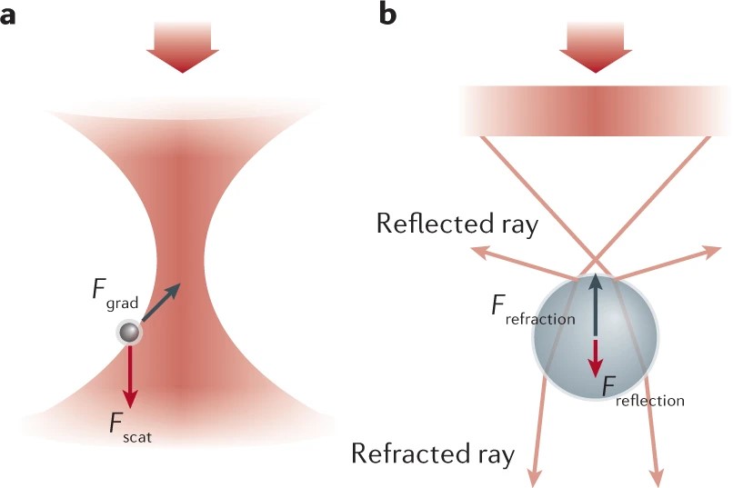 Optical tweezer mechanism.