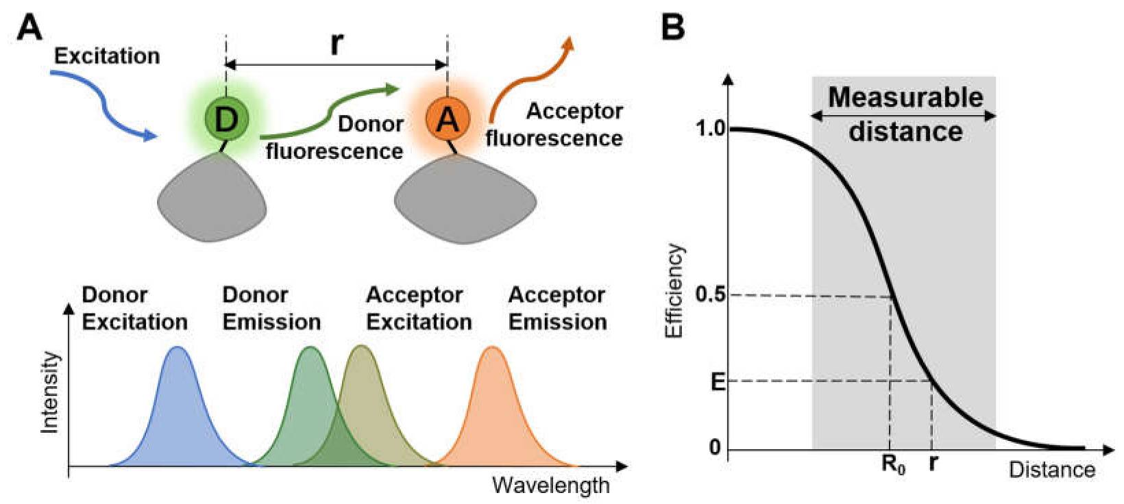 Förster resonance energy transfer mechanism.