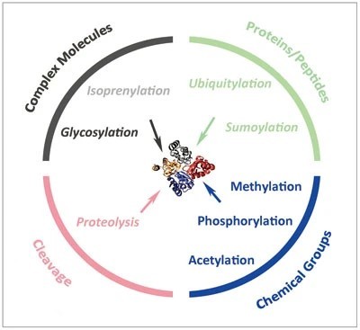 Post-Translational Modifications: Types, Functions, and Analytical Methods