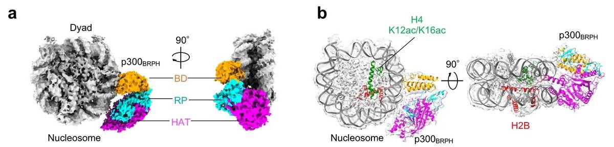 Studying of acetylated histones by cryo-EM: Structures of p300BRPH bound to H2BNT and acetylated H4NT.