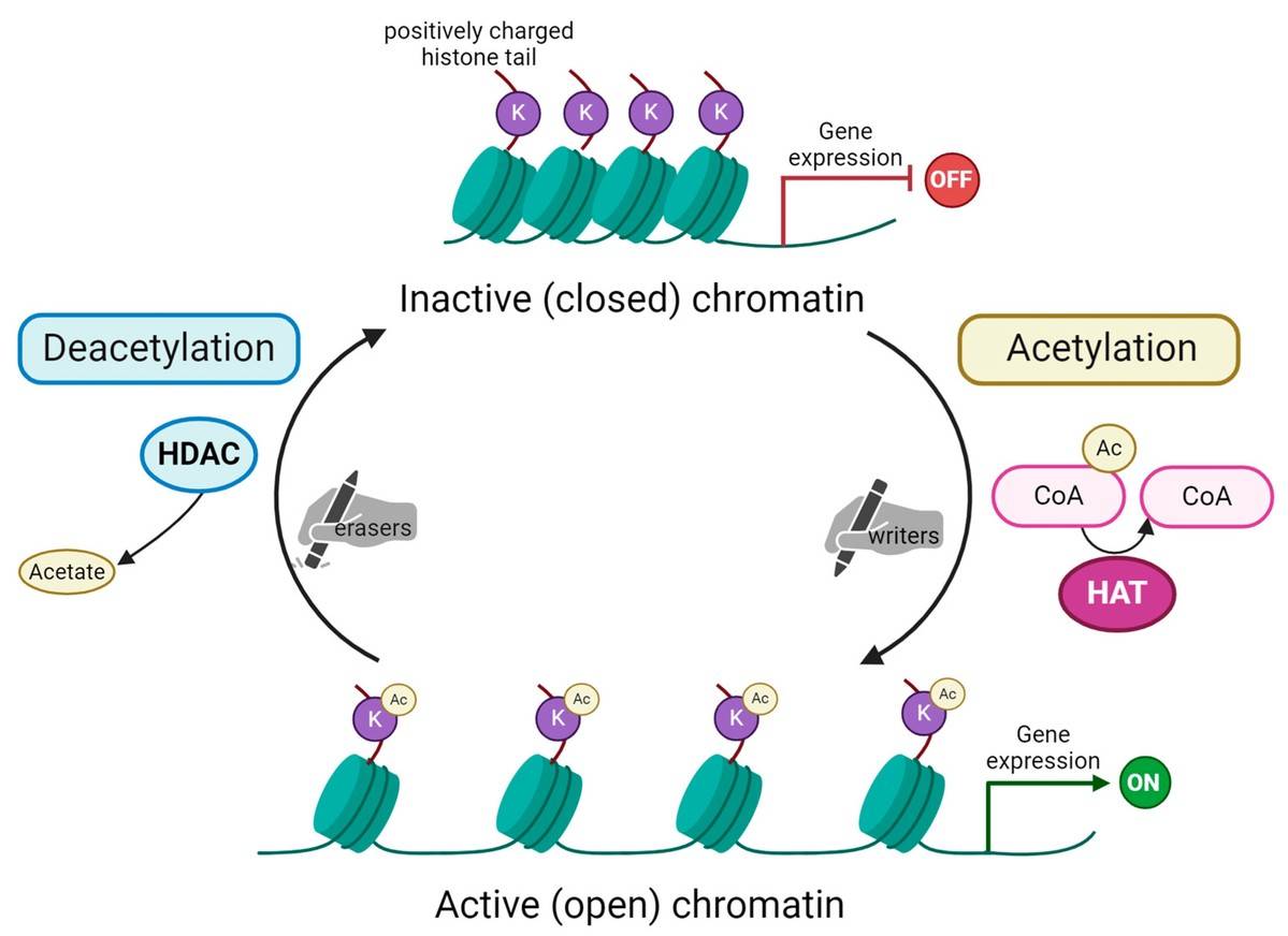 Histone acetylation and deacetylation process, with key enzymes: histone acetyltransferases and histone deacetylases.