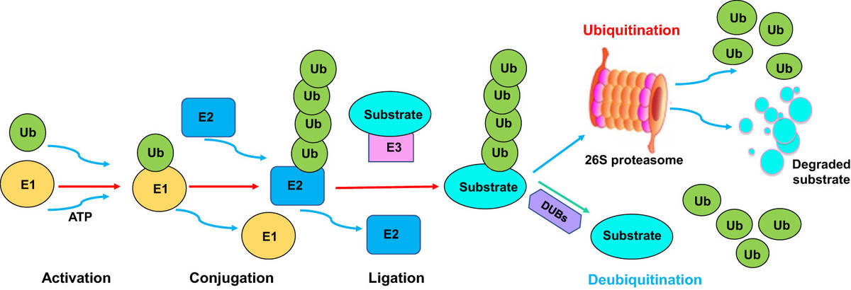 Ubiquitination and deubiquitination process: activation, conjugation, and ligation by E1, E2, and E3 enzymes.