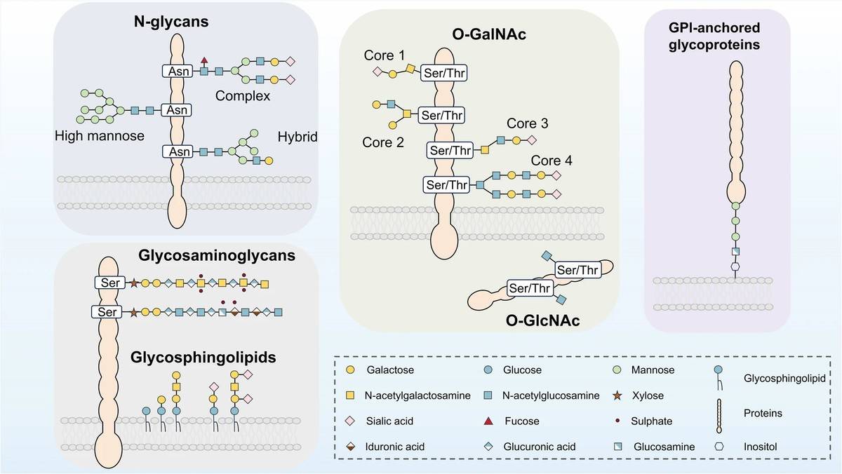 Main types of protein glycosylation: N-glucans, O-GalNAc, O-GlcNAc, GPI-anchored glycoproteins, glycosaminoglycans, and glycosphingolipids.