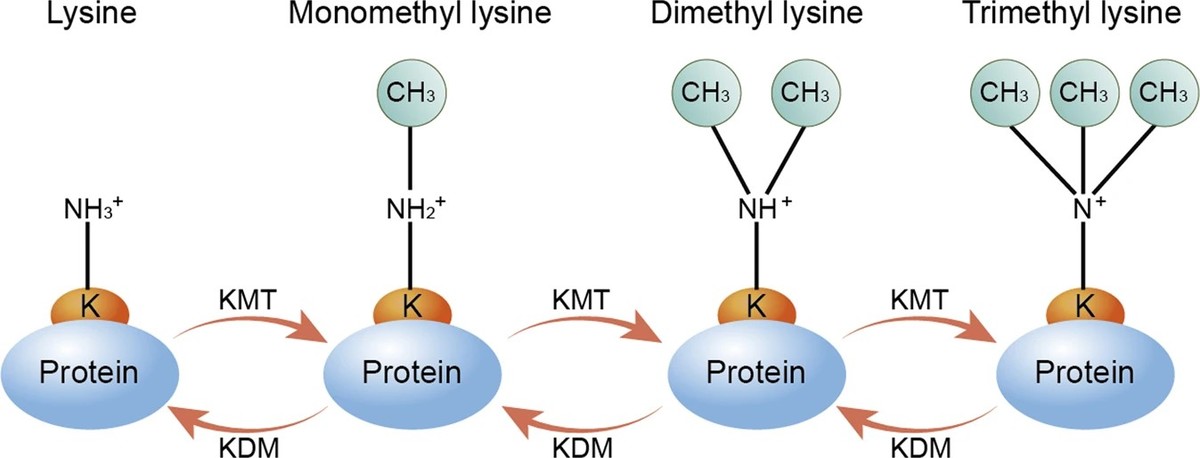 Lysine methylation by lysine methyltransferases and the demethylation process, with multiple methylation options.