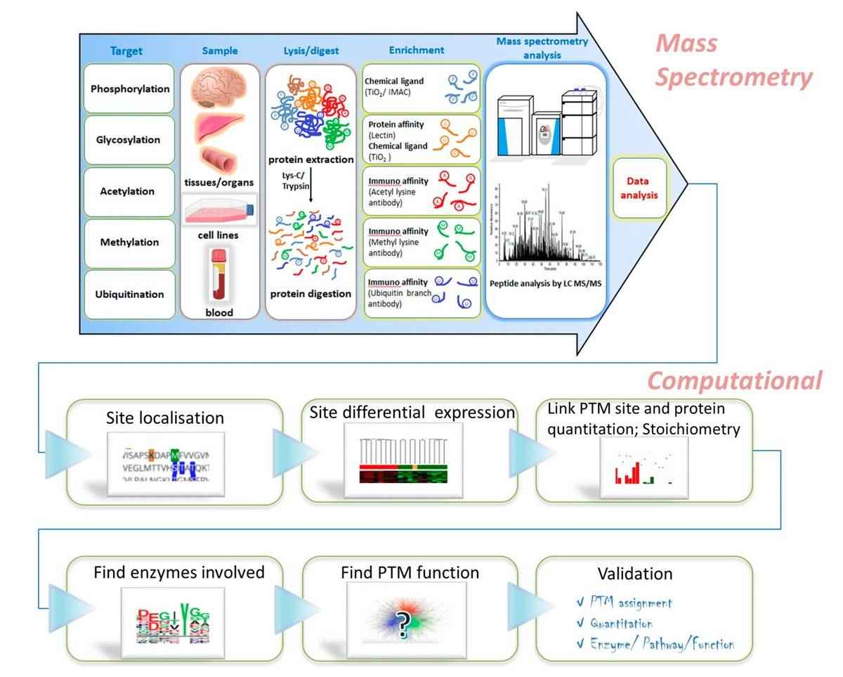 PTM workflow: sample preparation, mass spectrometry analysis, and computational approaches.