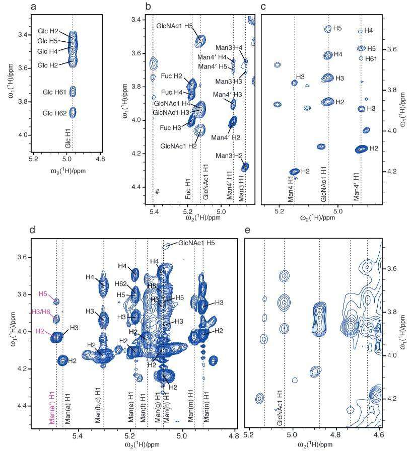 Studying post-translational modifications of intact proteins using NMR spectroscopy: 2D [1H, 1H]-TOCSY spectra of glycosylated proteins.