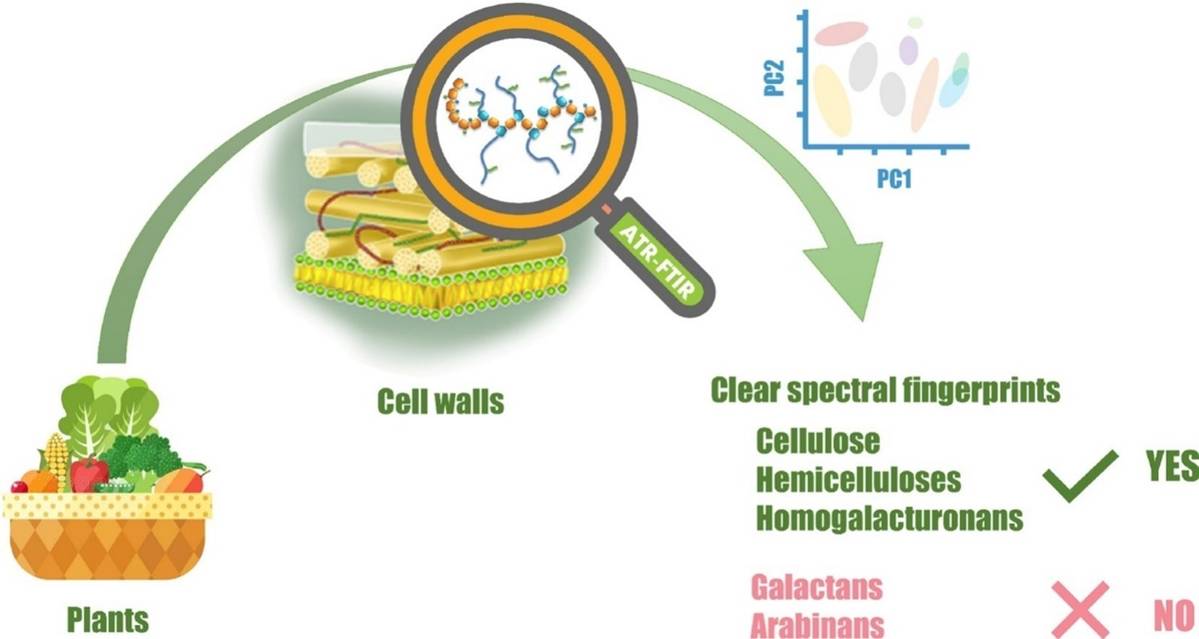 ATR-FTIR spectra show different plant cell wall polysaccharides.