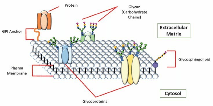 Glycoproteins on the eukaryotic plasma membrane surface.