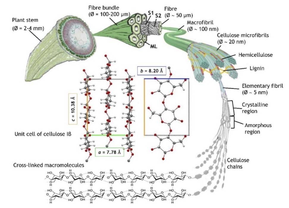 Structural support provided by cellulose's tight arrangement.