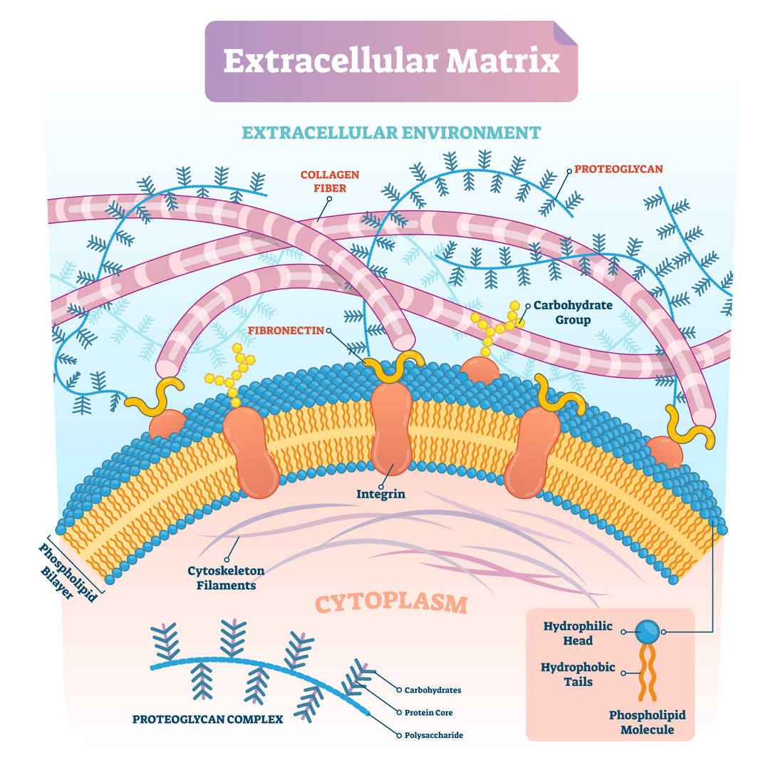 Infographic of the extracellular matrix showing collagen,  phospholipid bilayer, and cytoskeleton filaments.