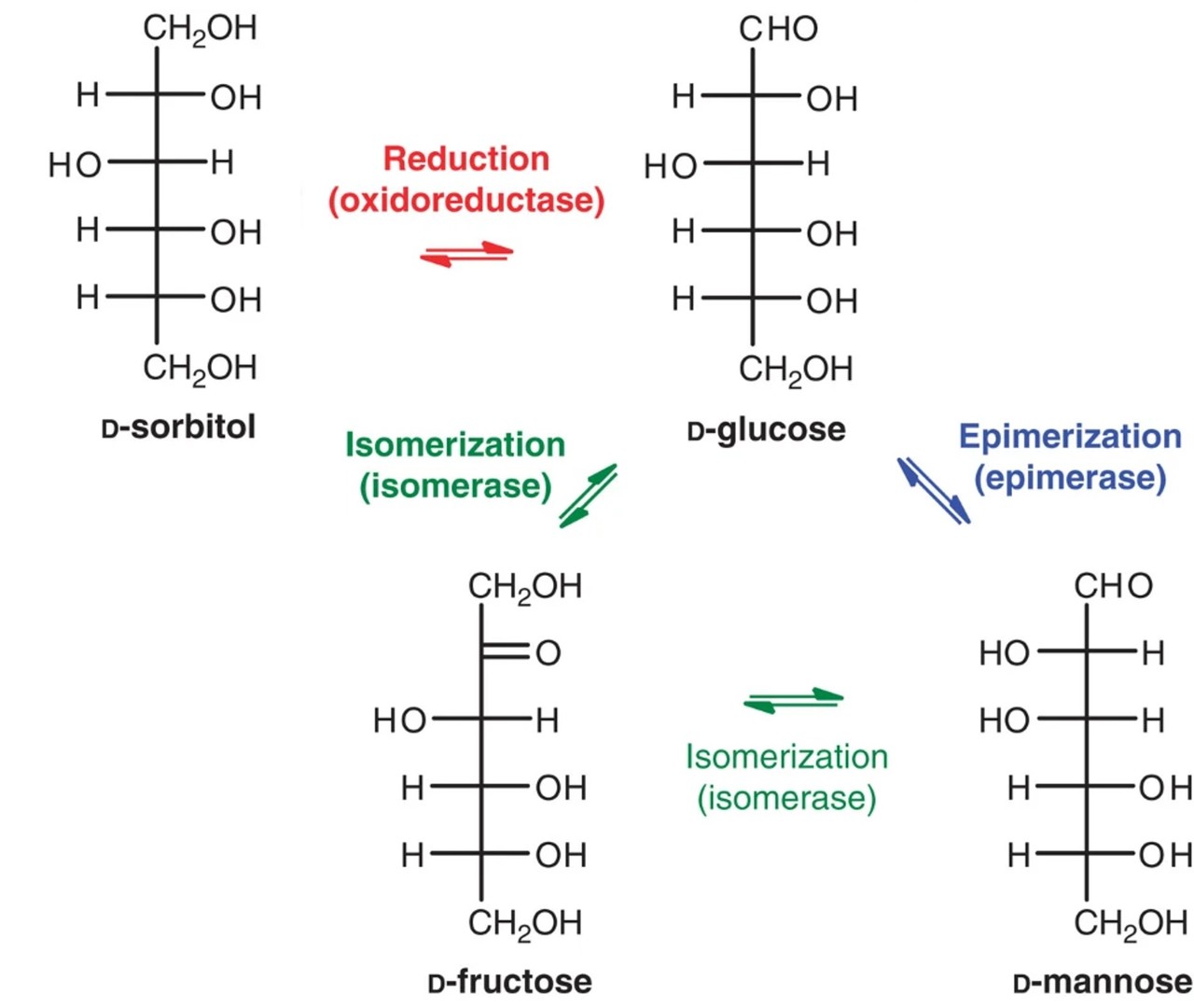 Conversion pathways: D-sorbitol to D-glucose, and D-mannose through isomerization or epimerization.