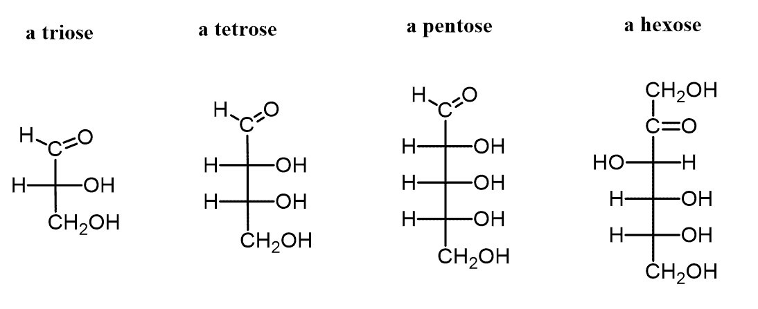 Monosaccharides with varying chain lengths.