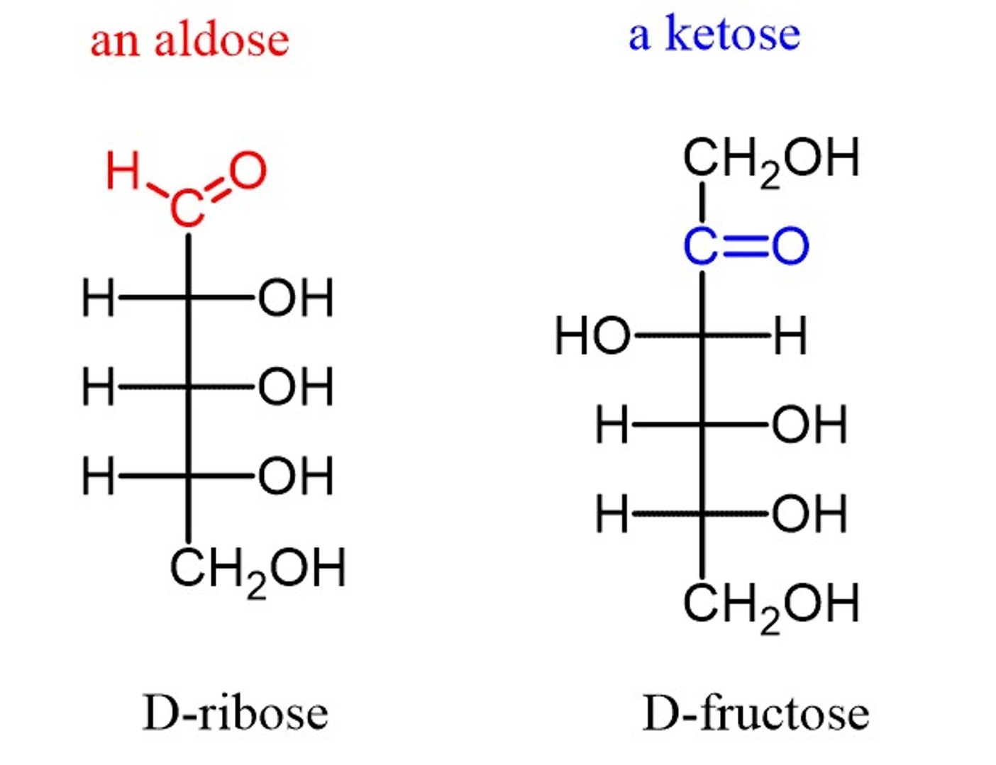 Monosaccharides containing different functional groups.