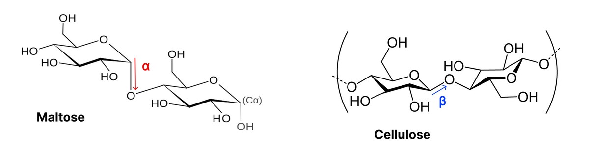 Representation of α-glycosidic and β-glycosidic bonds.