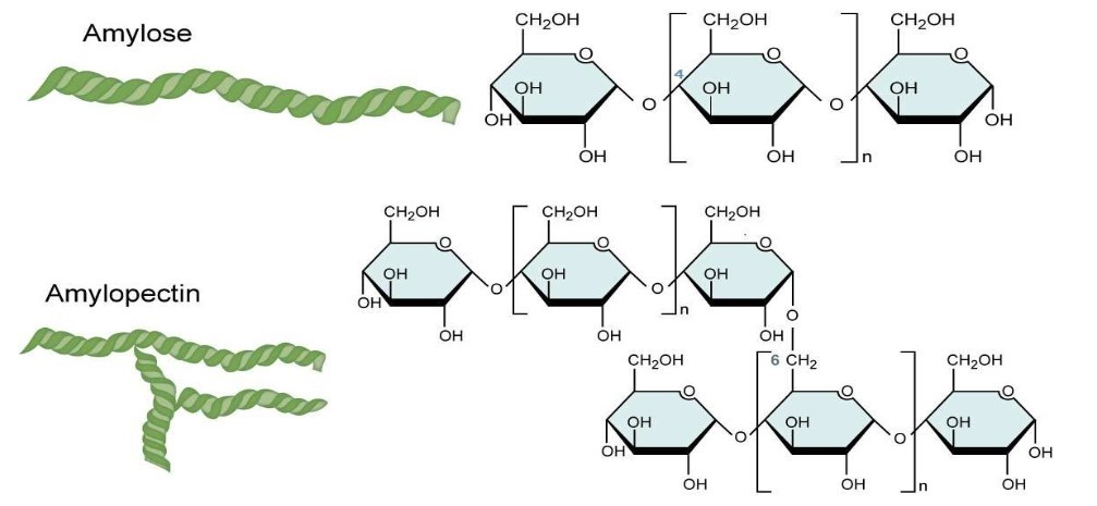 Comparison of linear and branched polysaccharides.