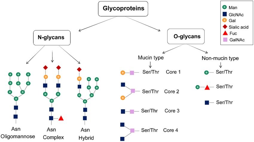 Structure of glycoproteins: N-glycans (Asn oligomannose, Asn complex, and Asn hybrid) and O-glycans (mucin and non-mucin types).