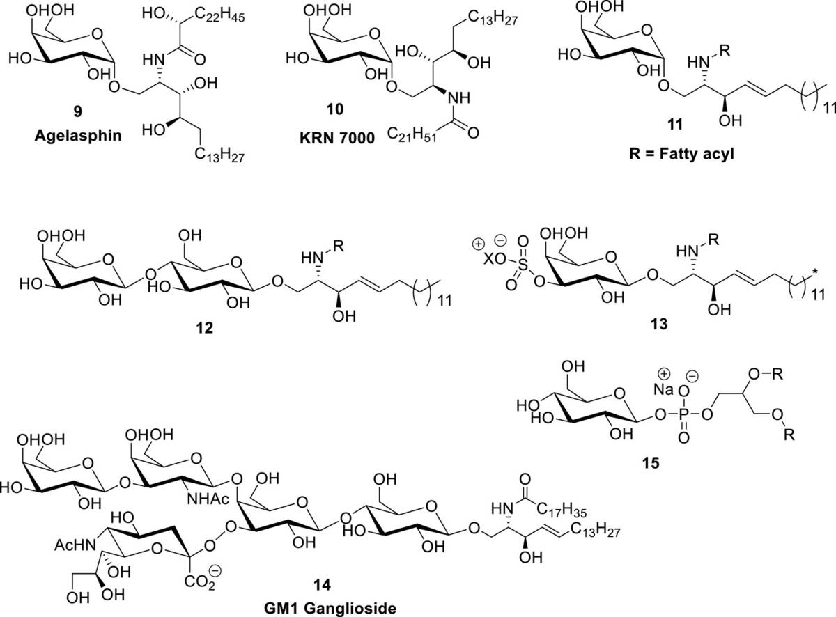 Examples of glycolipids: agelasphin, and GM1 ganglioside.