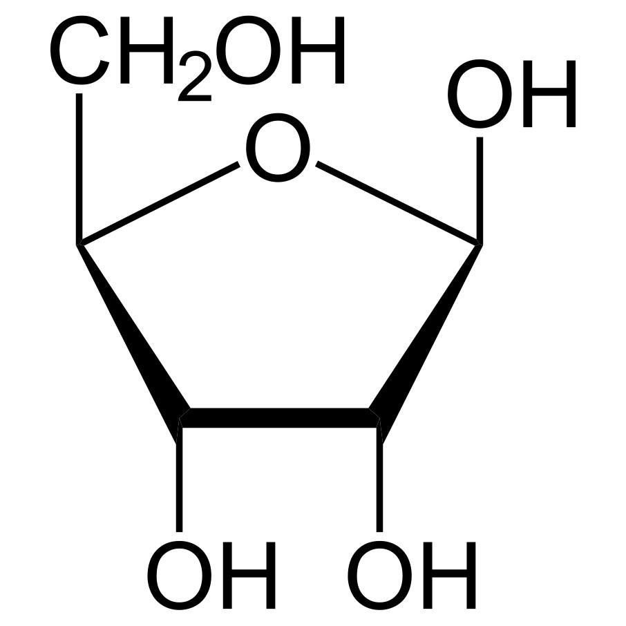 Structure of beta-D-ribofuranose (Haworth projection).