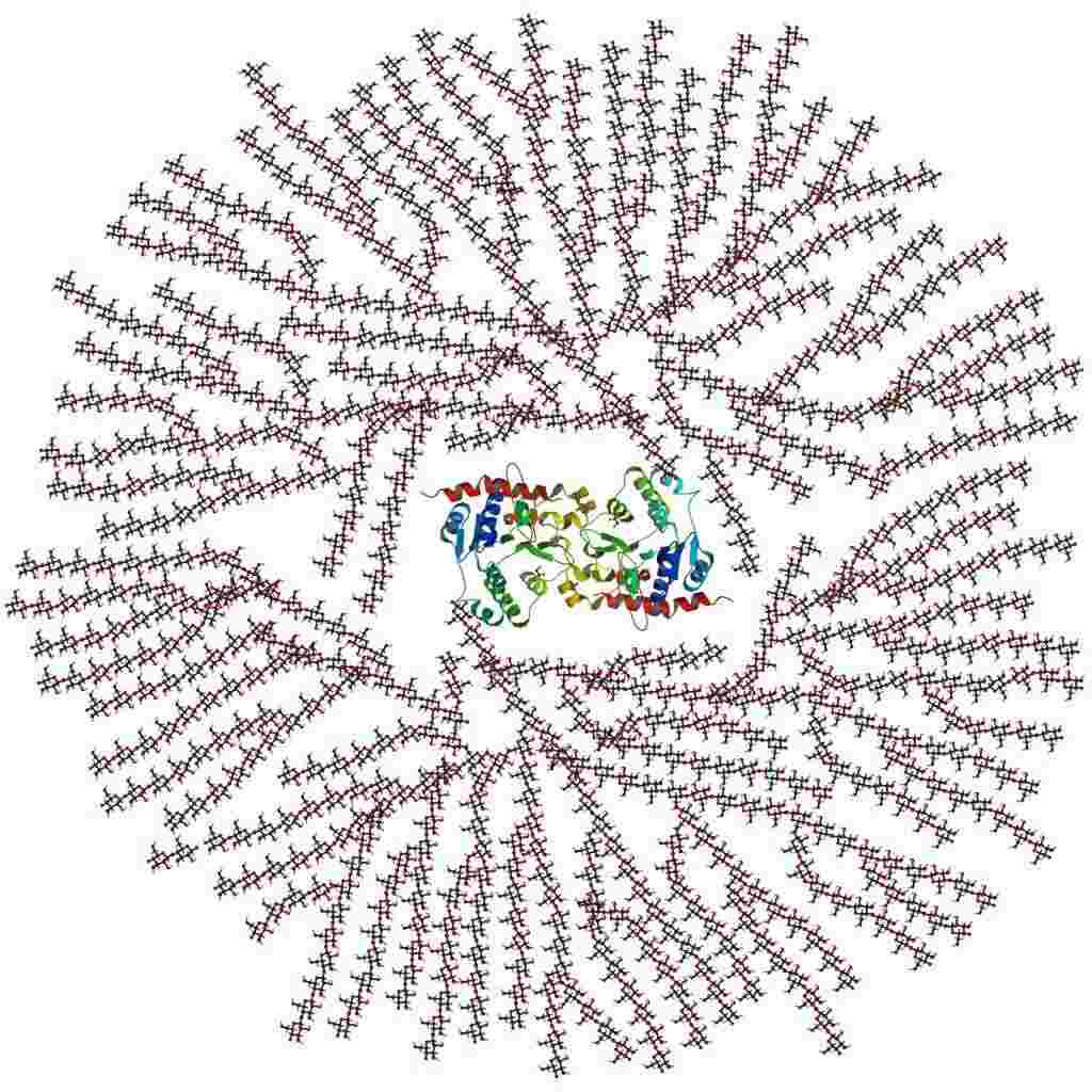 Schematic two-dimensional cross-sectional view of glycogen: A core protein of glycogenin is surrounded by branches of glucose units.