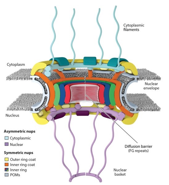 Nuclear Membrane Structure And Function