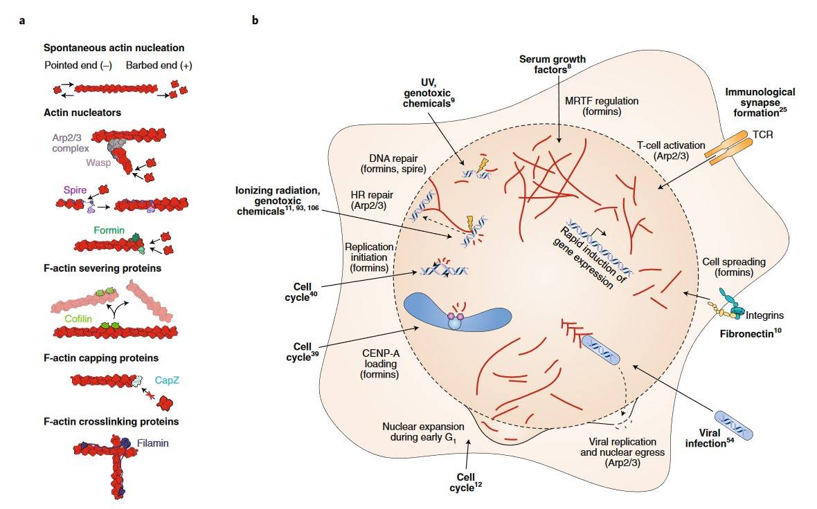 Illustration of nuclear actin remodeling pathways in response to various stimuli.