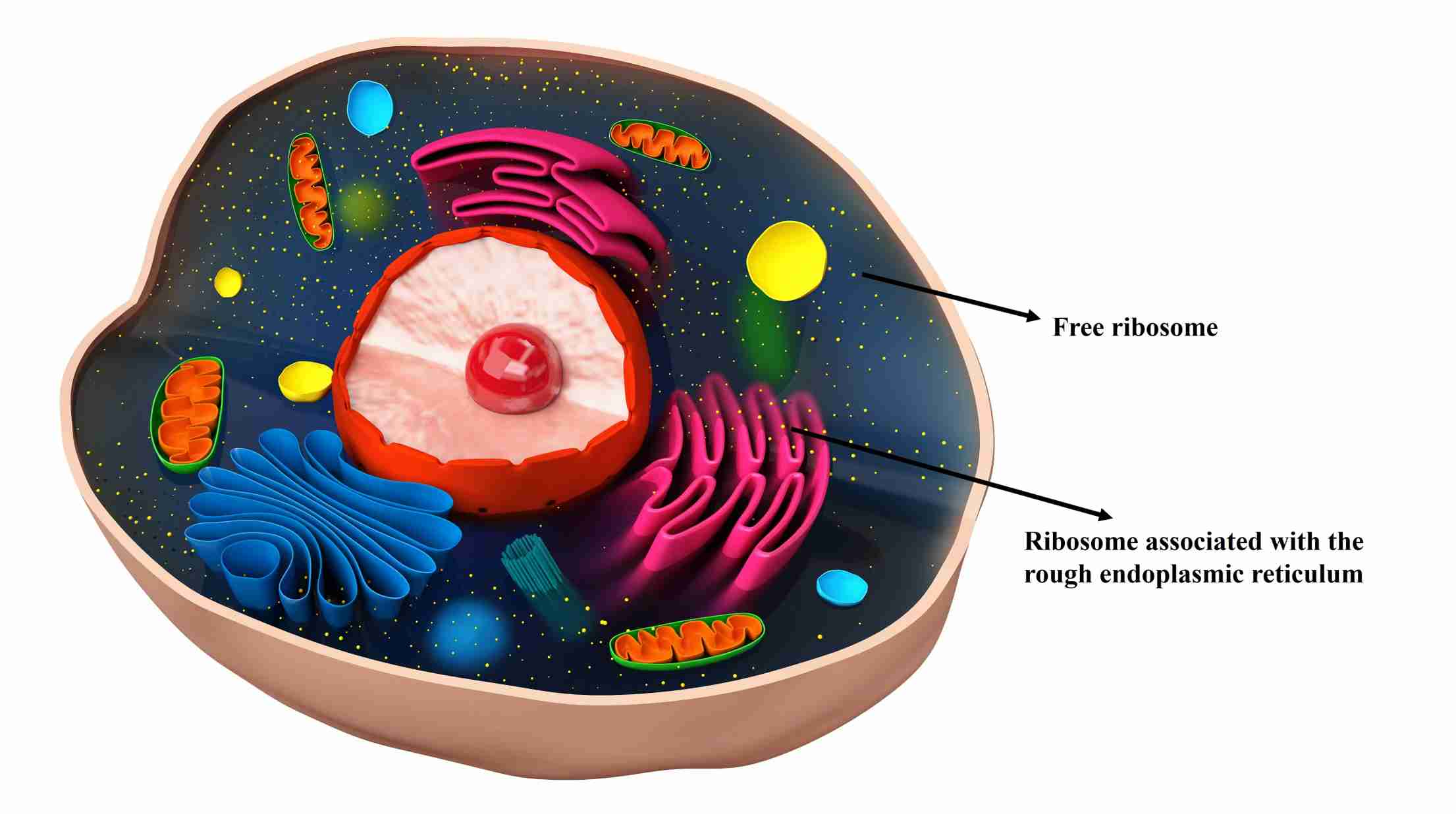 Free and bound ribosomes in a eukaryotic cell.