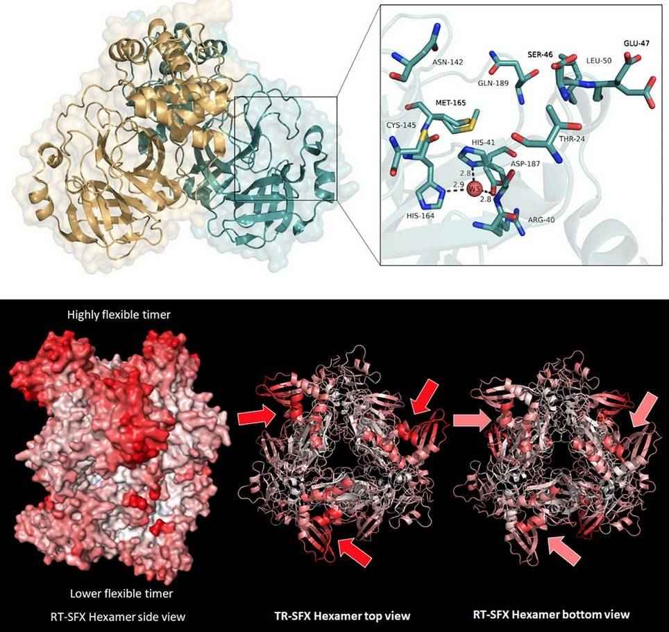SFX study of SARS-CoV-2 proteins: Room temperature Mpro structure and RT-SFX structure of the hexameric NendoU protein, with flexibility highlighted by B-factors.