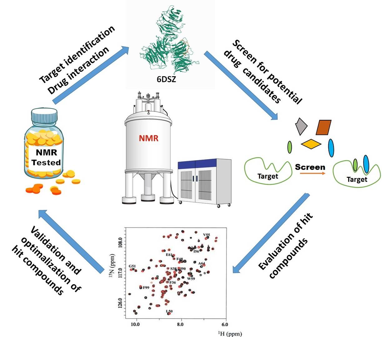NMR in drug design and discovery: Illustration of NMR applications, including screening of drug candidates, evaluation and optimization of hits, and identification of drug-target interactions.