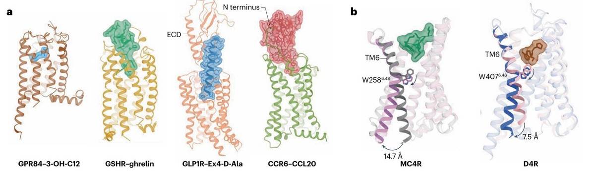 Cryo-EM for GPCR research: Visualization of various GPCR structures bound to different ligands, demonstrating the role of cryo-EM in drug discovery.