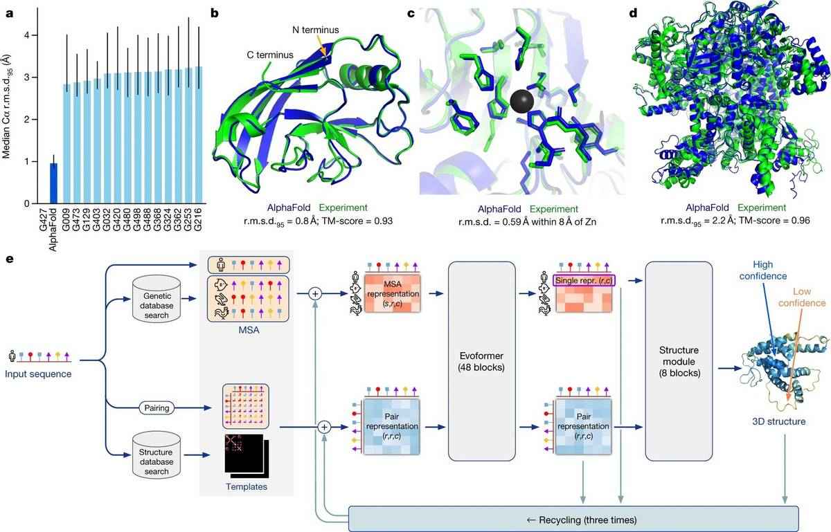 Comparison of predicted and experimental structures, demonstrating the high accuracy of AlphaFold for protein structure prediction.