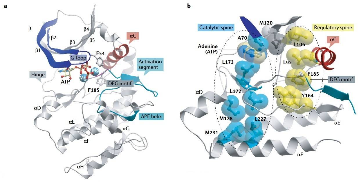 Kinase structure and inhibitor binding: Detailed structural analysis of the kinase catalytic domain, including key features and inhibitor binding modes.