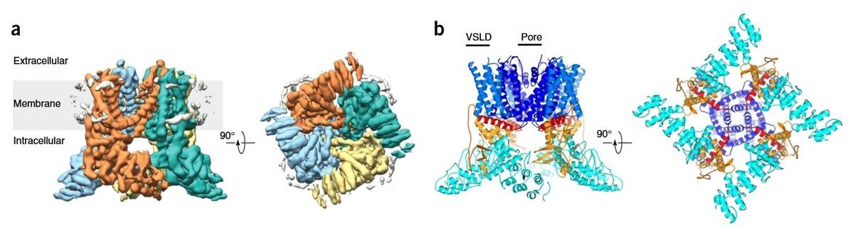 Cryo-EM study of TRPV2: Structural insights into TRPV2 obtained by cryo-electron microscopy.