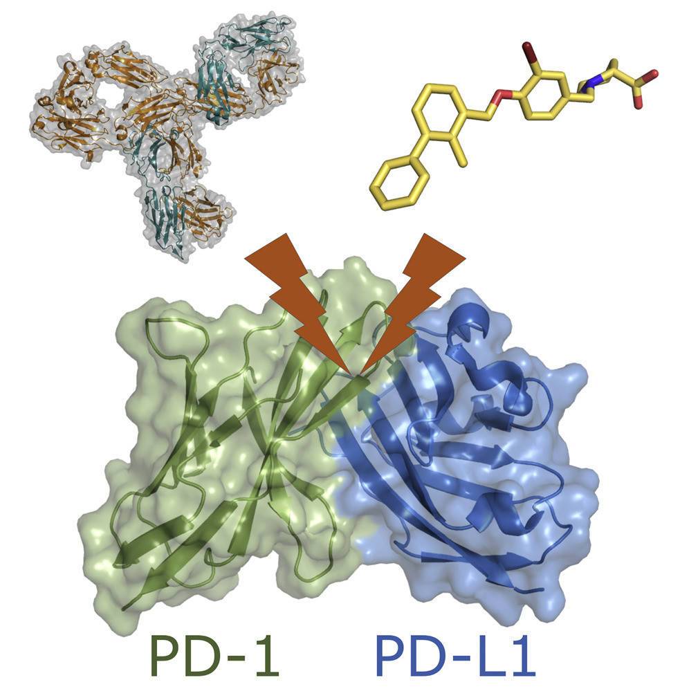 Structure of the immune checkpoint receptor PD-1 and its ligands PD-L1/PD-L2.