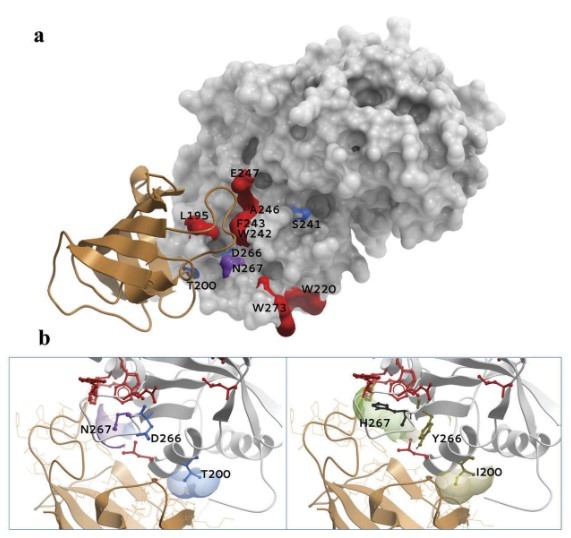 Hot-spot residues and pathological mutations in the interaction between Type I TGF-β receptor and FKBP12.