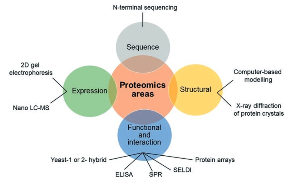 Diagram highlighting the four main aspects of proteomics: sequence analysis, expression profiling, structural characterization, and functional interaction studies.
