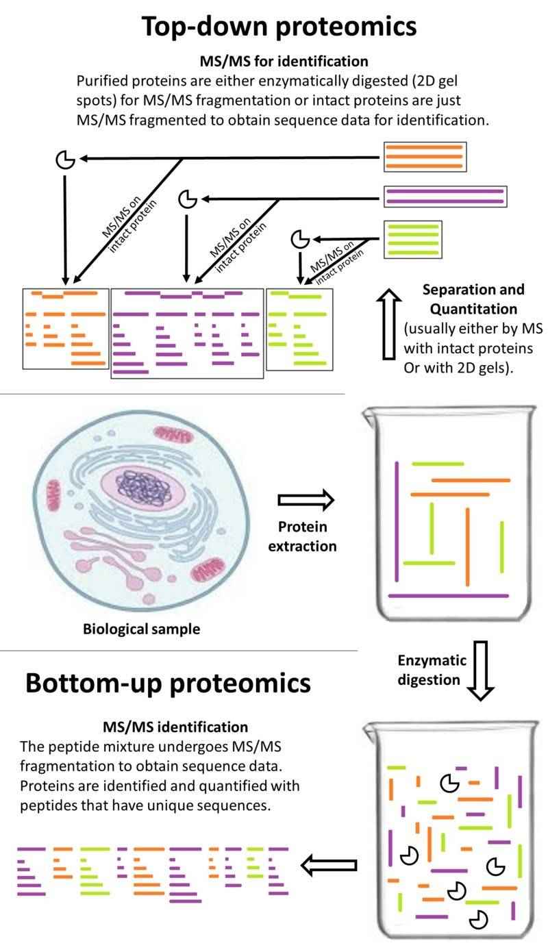 Flowchart comparing top-down and bottom-up proteomics, showing steps such as protein extraction, separation and quantitation (for top-down) / enzymatic digestion (for bottom-up), and MS/MS identification.