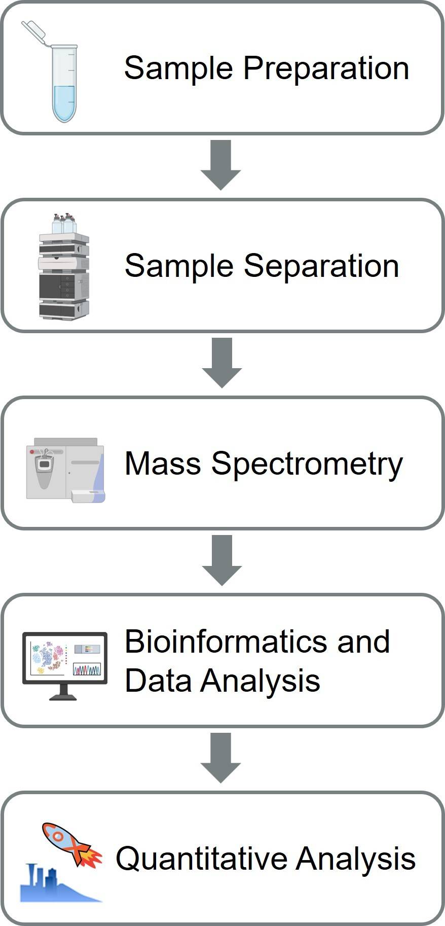 Schematic representation of the proteome discovery process, including sample preparation, separation, mass spectrometry analysis, bioinformatics and data processing, and quantitative analysis.