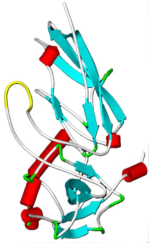 3D-model of the N-terminus of α-dystroglycan with the Myc-tag.