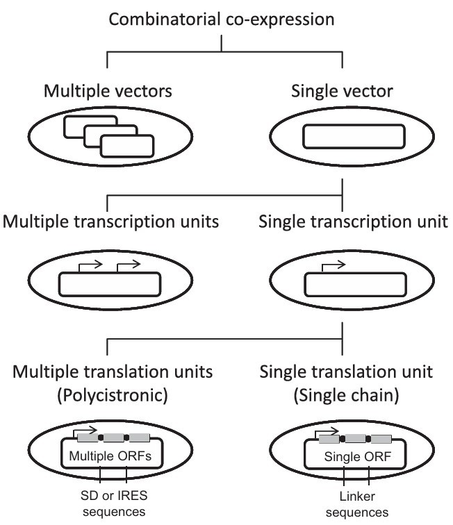 Co-expression of Protein Complexes: Strategies, Challenges, and Applications