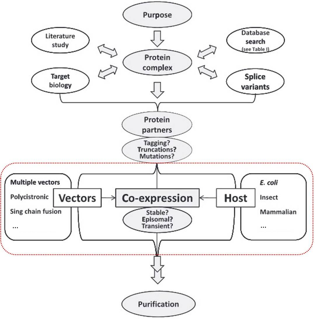 Flowchart of key factors in designing a co-expression strategy, covering purpose, protein complex, partners, modifications, co-expression and purification.