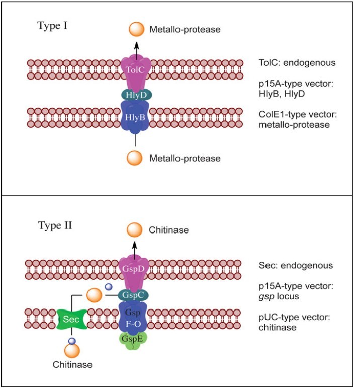 Diagram of recombinant protein co-expression and secretion in E. coli using type I and II secretion systems for metalloprotease and chitinase production via compatible plasmids and transporters.