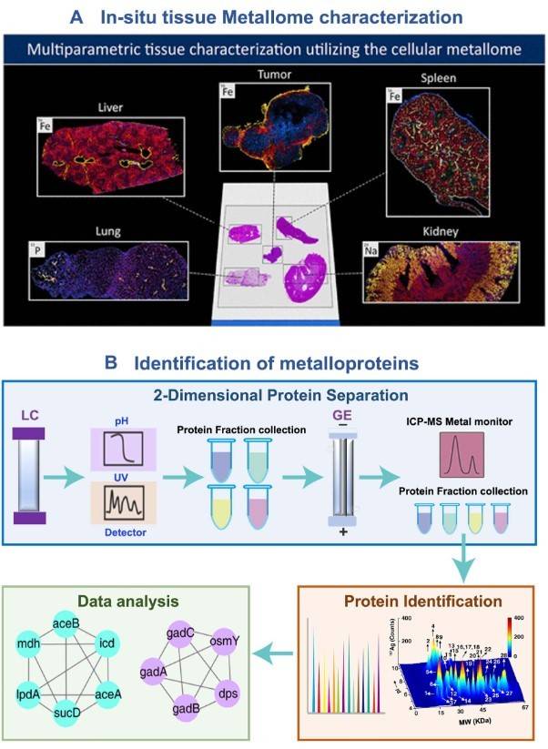 ICP-MS can be used for in-situ characterization of tissue metallome and identification of metalloproteins.
