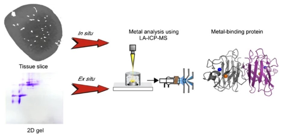 ICP-MS can be used to study metal-ion coordination in protein structures.