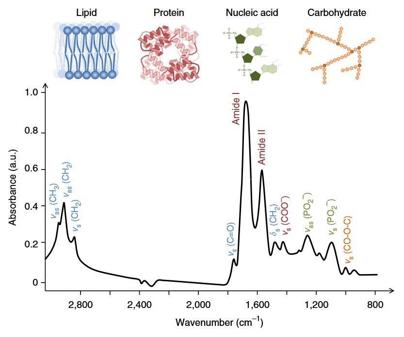 IR spectroscopy can also be used to study the structures of lipids, proteins, nucleic acids, and carbohydrates.